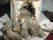 cake contaminated with green mold